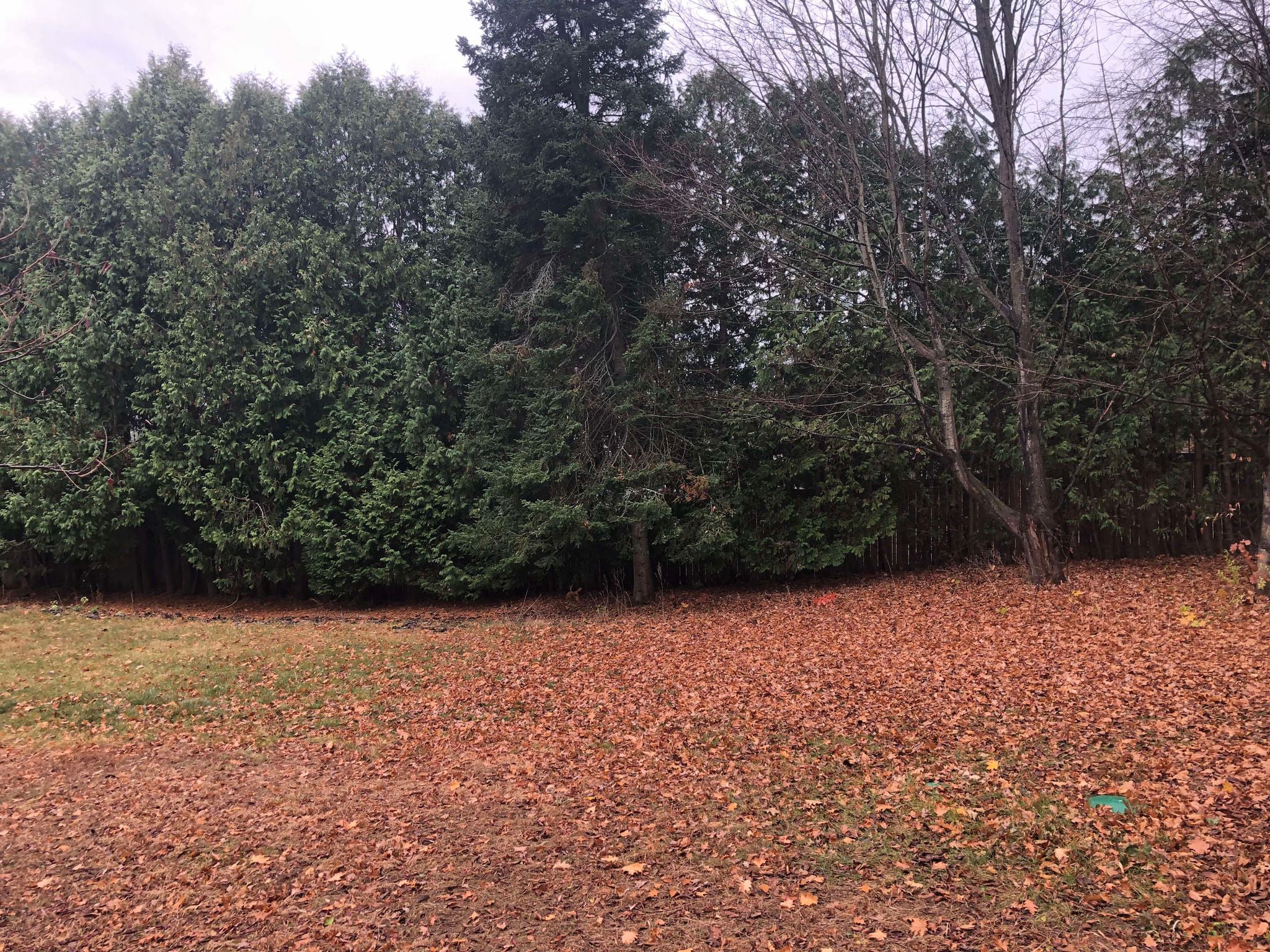 Minor Tree Removal Lawn Care Service